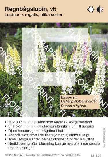 Lupinus regalis (fd polyphyllus) allm vit (sorter:)