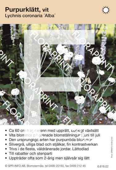 Lychnis coronaria Alba