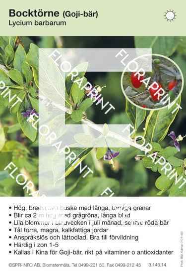 Lycium barbarum(halimifolium)