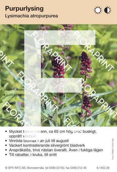 Lysimachia atropurpurea