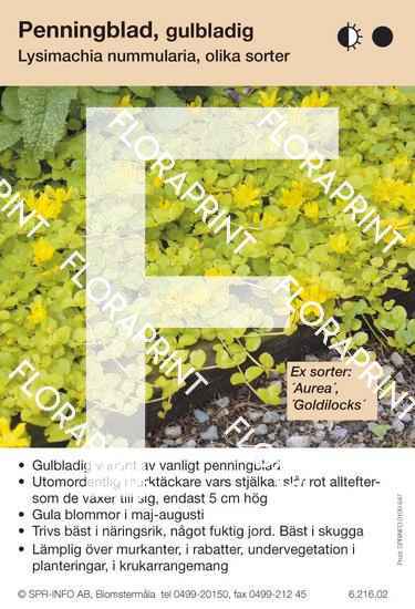 Lysimachia nummularia gulbladig (sorter:)