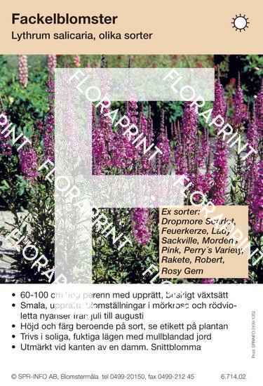 Lythrum salicaria allm (sorter:)