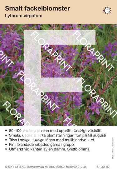 Lythrum virgatum