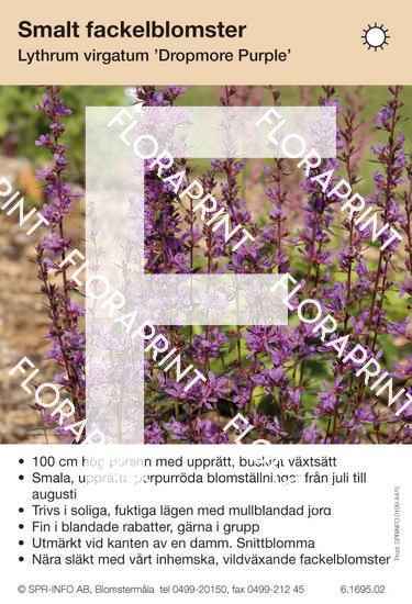 Lythrum virgatum Dropmore Purple