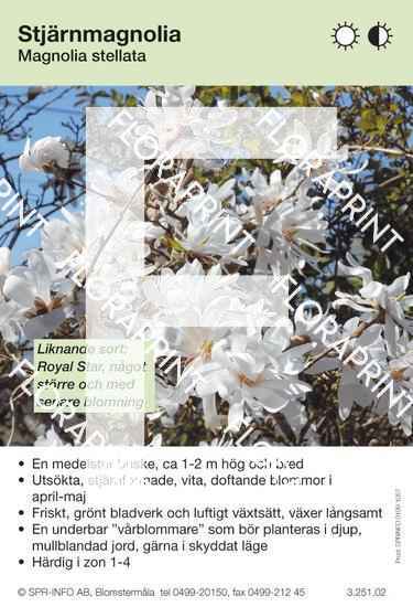 Magnolia stellata (sorter:)