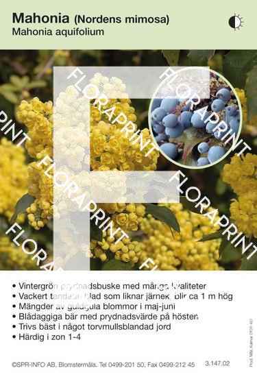 Mahonia aquifolium