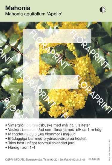 Mahonia aquifolium Apollo