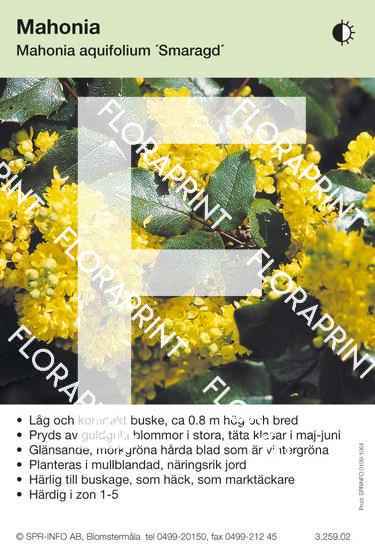 Mahonia aquifolium Smaragd