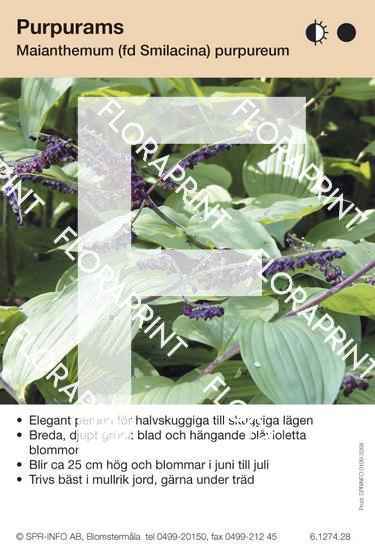 Maianthemum (fd Smilacina) purpurea