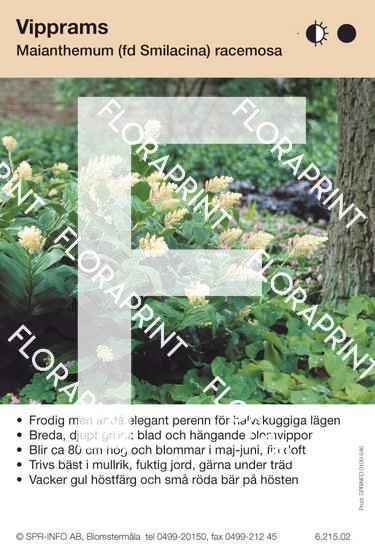 Maianthemum (fd Smilacina) racemosa