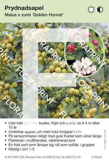 Malus Golden Hornet