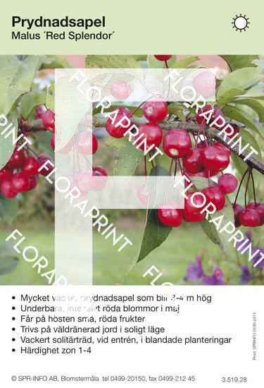 Malus Red Splendor