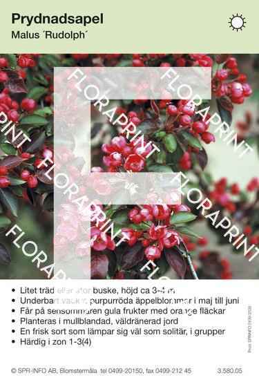 Malus Rudolph