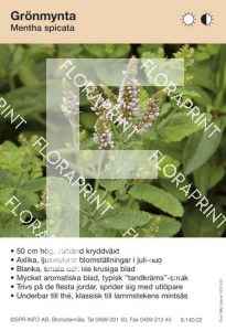 Mentha spicata