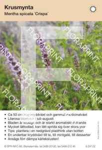 Mentha spicata Crispa