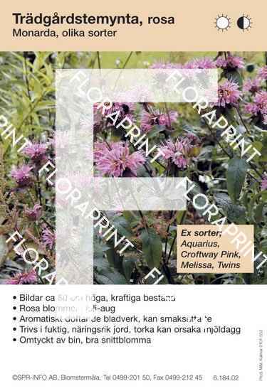 Monarda allm rosa (sorter:)