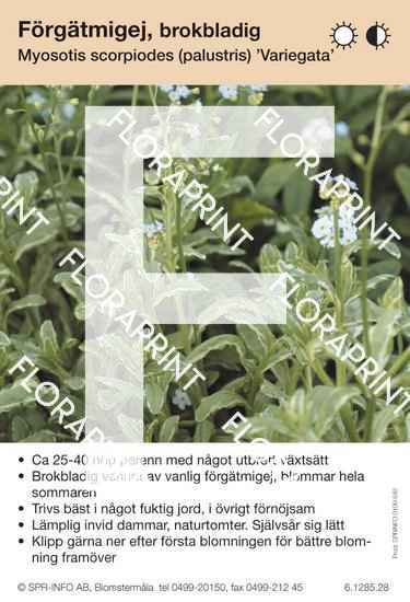 Myosotis scorpiodes Variegata