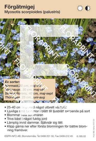 Myosotis scorpioides (sorter:)