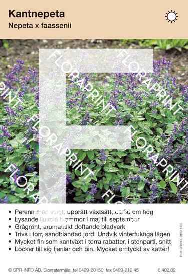 Nepeta faassenii