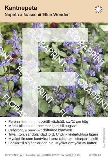 Nepeta faassenii Blue Wonder