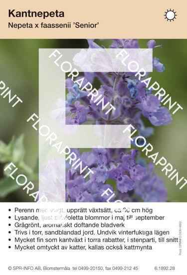 Nepeta faassenii Senior