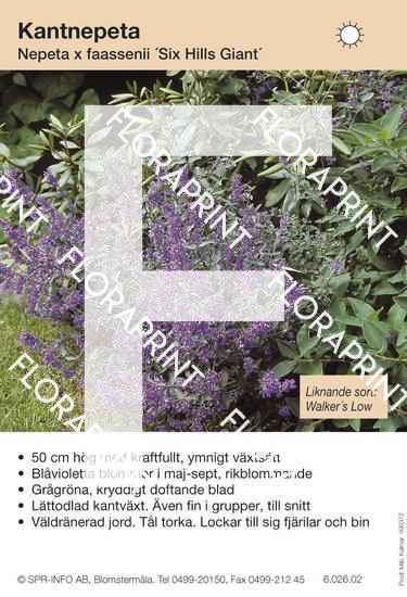 Nepeta faassenii Six Hills Giant (likn sort:)