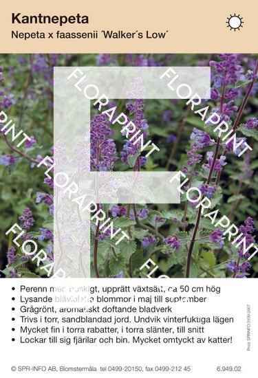 Nepeta faassenii Walker´s Low