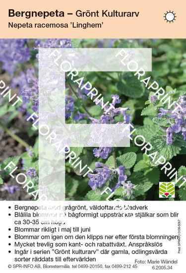 Nepeta racemosa Linghem