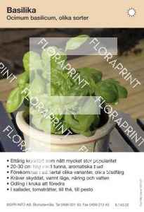 Ocimum basilicum