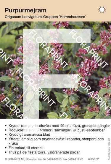 Origanum laevigatum Herrenhaussen