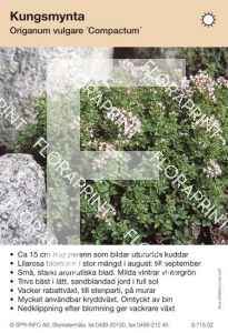 Origanum vulgare Compactum