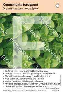 Origanum vulgare Hot & Spicy