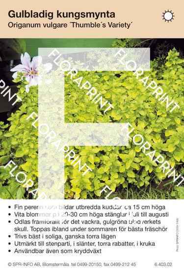 Origanum vulgare Thumble´s Variety