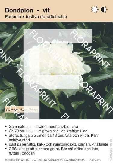 Paeonia  festiva vit