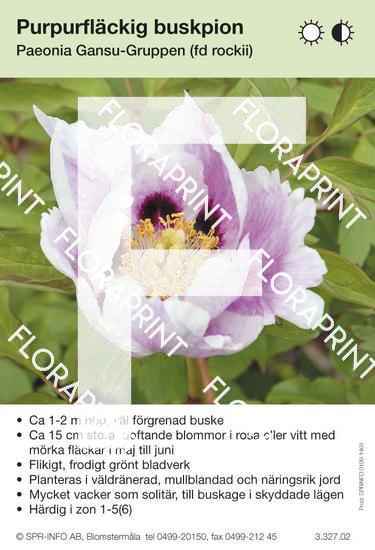 Paeonia Gansu (fd rockii)