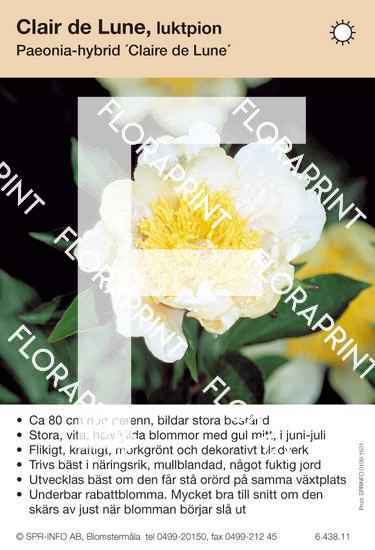 Paeonia lactiflora Clair de Lune