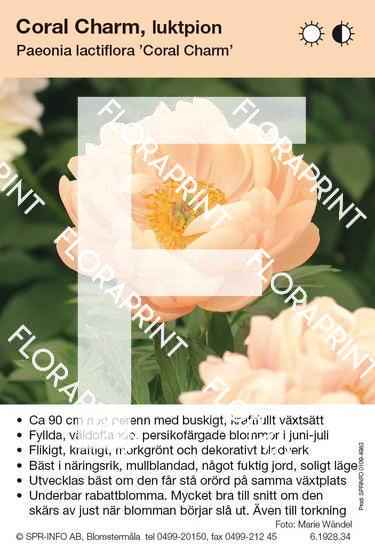 Paeonia lactiflora Coral Charm