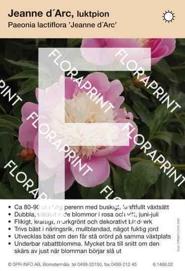 Paeonia lactiflora Jeanne d´Arc