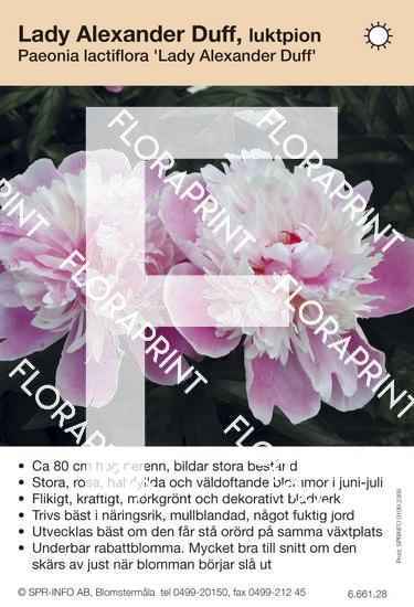 Paeonia lactiflora Lady Alexander Duff