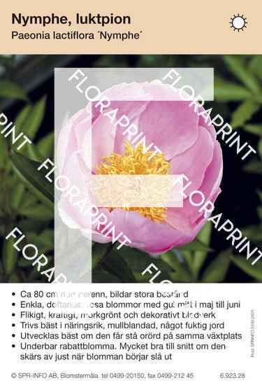 Paeonia lactiflora Nymphe