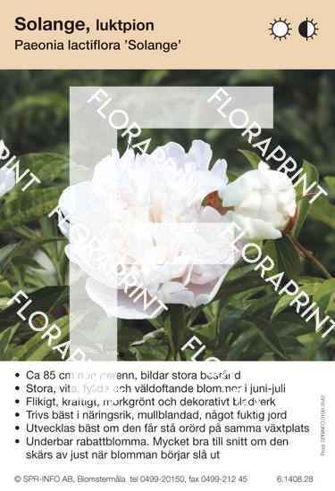 Paeonia lactiflora Solange