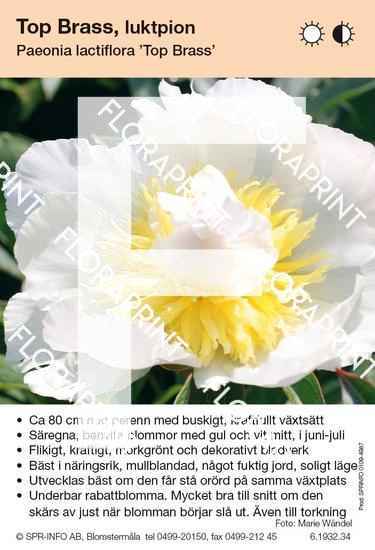 Paeonia lactiflora Top Brass