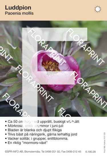 Paeonia mollis