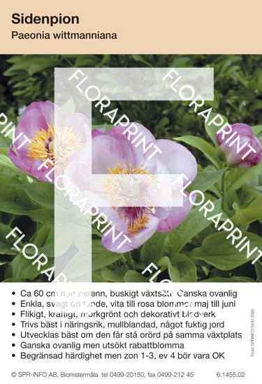 Paeonia wittmanniana