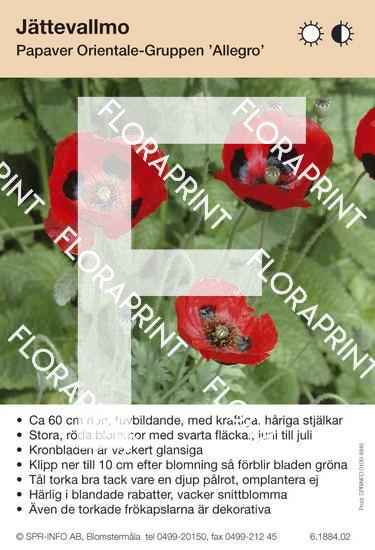 Papaver orientale Allegro