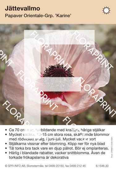 Papaver orientale Karine