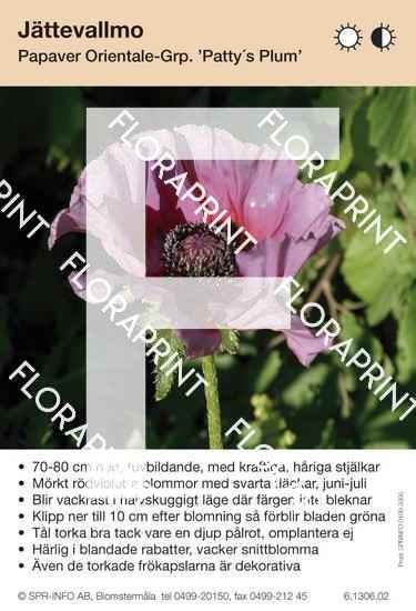 Papaver orientale Patty´s Plum