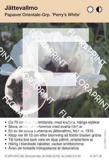 Papaver orientale Perry´s White