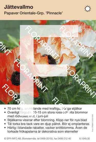 Papaver orientale Pinnacle