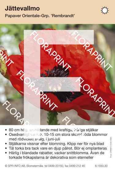 Papaver orientale Rembrandt